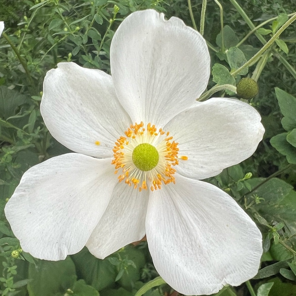 Meet your Posher, Marlene